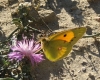 Colias crocea