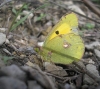 Colias crocea