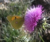 Colias crocea