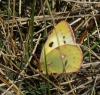 Colias crocea