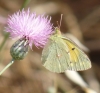 Colias crocea