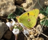 Colias crocea