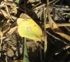 Colias crocea