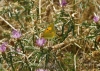 Colias crocea