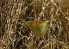 Colias crocea