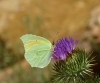 Gonepteryx cleopatra