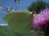 Gonepteryx cleopatra