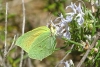 Gonepteryx cleopatra