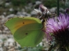 Gonepteryx cleopatra Gonepteryx cleopatra
