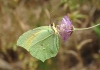 Gonepteryx cleopatra