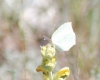 Gonepteryx cleopatra Gonepteryx cleopatra