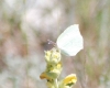 Gonepteryx cleopatra