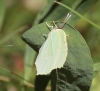 Gonepteryx cleopatra