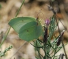 Gonepteryx rhamni
