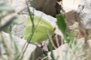 Gonepteryx cleopatra Gonepteryx cleopatra