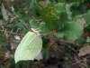 Gonepteryx rhamni