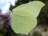 Gonepteryx rhamni