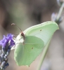 Gonepteryx rhamni