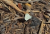 Leptidea sinapis Leptidea sinapis