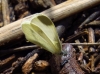 Leptidea sinapis Leptidea sinapis