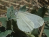 Leptidea sinapis Leptidea sinapis