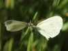 Leptidea sinapis Leptidea sinapis
