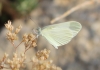 Leptidea sinapis Leptidea sinapis