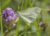Leptidea sinapis Leptidea sinapis