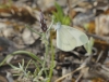 Leptidea sinapis Leptidea sinapis