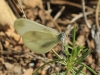 Leptidea sinapis Leptidea sinapis