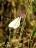 Leptidea sinapis Leptidea sinapis