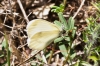 Leptidea sinapis Leptidea sinapis