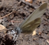 Leptidea sinapis Leptidea sinapis