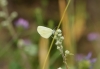 Leptidea sinapis Leptidea sinapis