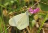 Leptidea sinapis Leptidea sinapis