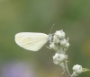 Leptidea sinapis Leptidea sinapis