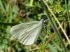 Leptidea sinapis Leptidea sinapis