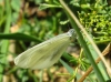 Leptidea sinapis Leptidea sinapis