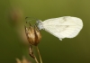 Leptidea sinapis Leptidea sinapis
