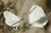Leptidea sinapis Leptidea sinapis
