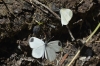 Leptidea sinapis Leptidea sinapis