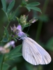 Leptidea sinapis Leptidea sinapis