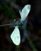 Leptidea sinapis Leptidea sinapis