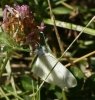 Leptidea sinapis Leptidea sinapis