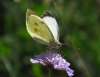 Pieris brassicae