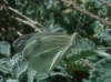 Pieris brassicae