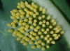Pieris brassicae