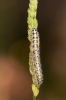 Pieris brassicae