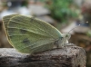 Pieris brassicae