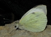 Pieris brassicae